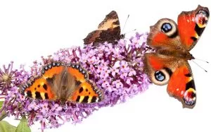 Berkeley, Gloucestershirerdens