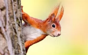 Red Squirrels Berkeley Gloucestershire