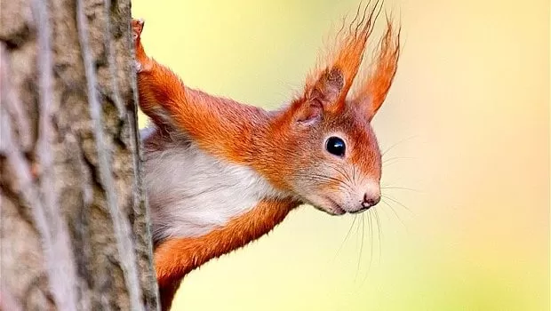 Red Squirrels Berkeley Gloucestershire